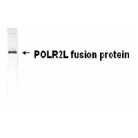 Western blot detection of E coli-derived POLR2L fusion protein. IgY dilutions: 1:2000, goat anti-IgY Fc-HRP: 1:1000, colorimetric method for signal development. Predicted band size : 7.6 kDa