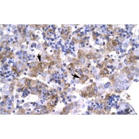 Antibody used in IHC on Human Liver cell lysates at 4.0-8.0 ug/ml.