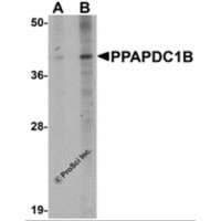 Western blot analysis of PPAPDC1B in EL4 cell lysate with PPAPDC1B antibody at (A) 1 and (B) 2 μg/mL.