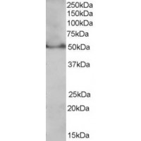 Western Blot 0.3xμg/ml) staining of MOLT4 lysate (35μg protein in RIPA buffer). Primary incubation was 1 hour. Detected by chemiluminescence.