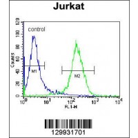Flow cytometric analysis of Jurkat cells (right histogram) compared to a negative control cell (left histogram).FITC-conjugated donkey-anti-rabbit secondary antibodies were used for the analysis.