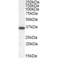 Western Blot (0.05μg/ml) staining of Human Cerebellum lysate (35μg protein in RIPA buffer). Primary incubation was 1 hour. Detected by chemiluminescence.