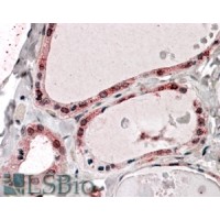 Immunohistochemistry (3.8μg/ml) staining of paraffin embedded Human Thyroid Gland. Steamed antigen retrieval with citrate buffer pH 6, AP-staining.