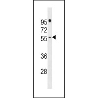 Western blot analysis in NCI-H292 cell line lysates (35ug/lane).