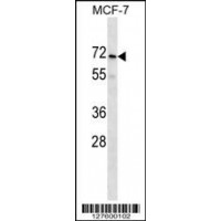 Western blot analysis in MCF-7 cell line lysates (35ug/lane).