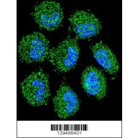 Confocal immunofluorescent analysis of PRAMEF6 Antibody with NCI-H460 cell followed by Alexa Fluor 488-conjugated goat anti-rabbit lgG (green). DAPI was used to stain the cell nuclear (blue).