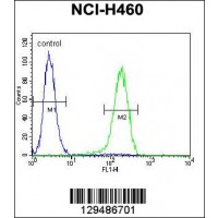 Flow cytometric analysis of NCI-H460 cells (right histogram) compared to a negative control cell (left histogram).FITC-conjugated goat-anti-rabbit secondary antibodies were used for the analysis.