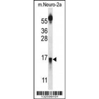 Western blot analysis in mouse Neuro-2a cell line lysates (35ug/lane).
