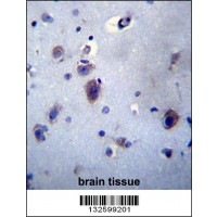 PRLH Antibody immunohistochemistry analysis in formalin fixed and paraffin embedded human brain tissue followed by peroxidase conjugation of the secondary antibody and DAB staining.