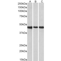 Western Blot (0.1μg/ml) staining of Human Cerebellum (A), Rat Brain (B) and Rat Testis (C) lysate (35μg protein in RIPA buffer). Primary incubation was 1 hour. Detected by chemiluminescence.