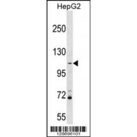 Western blot analysis in HepG2 cell line lysates (35ug/lane).