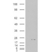 HEK293 overexpressing ASC and probed with antibody (mock transfection in first lane).