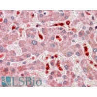 Immunohistochemistry (2.5μg/ml) staining of paraffin embedded Human Liver. Steamed antigen retrieval with citrate buffer pH 6, AP-staining.