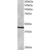 Western Blot staining (2μg/ml) of HeLa lysate (RIPA buffer, 30μg total protein per lane). Primary incubated for 12 hour. Detected by western blot using chemiluminescence.