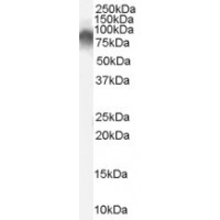 Western Blot (0.03μg/ml) staining of Human Tonsil lysate (35μg protein in RIPA buffer). Primary incubation was 1 hour. Detected by chemiluminescence.