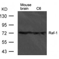Western blot analysis of extract from mouse brain tissue and C6 cells using Raf-1 Antibody.
