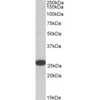 Western Blot (0.05μg/ml) staining of HELA lysate (35μg protein in RIPA buffer). Primary incubation was 1 hour. Detected by chemiluminescence.chemiluminescence.