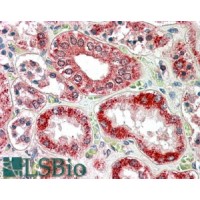 Immunohistochemistry (3.8μg/ml) staining of paraffin embedded Human Kidney. Steamed antigen retrieval with citrate buffer pH 6, AP-staining.