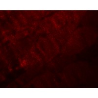 Immunofluorescence of RANBP10 in mouse skeletal muscle tissue with RANBP10 antibody at 20 μg/mL.