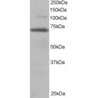 Western Blot staining (0.2μg/ml) of 3T3 lysate (RIPA buffer, 35μg total protein per lane). Primary incubated for 1 hour. Detected by western blot using chemiluminescence.