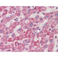 Immunohistochemistry (2.5μg/ml) staining of paraffin embedded Human Liver. Steamed antigen retrieval with citrate buffer pH 6, AP-staining.