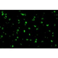 Immunofluorescence of Raptor in L1210 cells with Raptor antibody at 10 μg/mL.