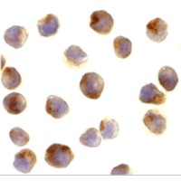 Immunocytochemistry of RAPTOR in L1210 cells with RAPTOR antibody at 10 μg/mL.