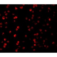Immunofluorescence of Raptor in L1210 cells with Raptor antibody at 10 μg/mL.