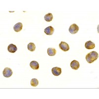 Immunocytochemistry staining of L1210 cells using RAPTOR antibody at 1μg/mL
