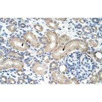 Antibody used in IHC on Human Kidney at 4.0-8.0 ug/ml.