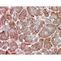 Immunohistochemistry (5μg/ml) staining of paraffin embedded Human Pancreas. Steamed antigen retrieval with citrate buffer pH 6, AP-staining.