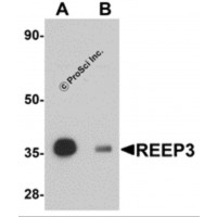 Western blot analysis of REEP3 in rat heart tissue lysate with REEP3 antibody at 1 μg/mL in (A) the absence and (B) the presence of blocking peptide.