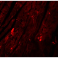 Immunofluorescence of REEP3 in mouse heart tissue with REEP3 antibody at 20 μg/mL.