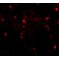 Immunofluorescence of RGPD5 in human testis tissue with RGPD5 antibody at 20 μg/mL.