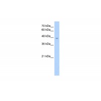 Antibody used in WB on Human HepG2 at 1.25 ug/ml.