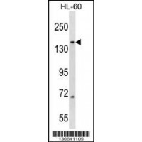 Western blot analysis in HL-60 cell line lysates (35ug/lane).