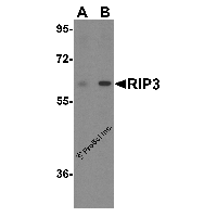 Western blot analysis of RIP3 in HeLa cell lysate with RIP3 antibody at (A) 1 and (B) 2 μg/mL.