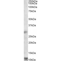 Western Blot (1μg/ml) staining of Human Heart lysate (35μg protein in RIPA buffer). Primary incubation was 1 hour. Detected by chemiluminescence.