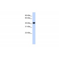 Antibody used in WB on Human Heart at 0.2-1 ug/ml.