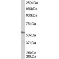 Western Blot staining (1μg/ml) of A431 lysate (RIPA buffer, 35μg total protein per lane). Primary incubated for 1 hour. Detected by western blot using chemiluminescence.