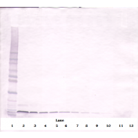 To detect Murine SDF-1-alpha by Western Blot analysis this antibody can be used at a concentration of 0.1 - 0.2 ug/ml. When used in conjunction with compatible secondary reagents, the detection limit for recombinant Murine SDF-1-alpha is 1.5 - 3.0 ng/lane, under either reducing or non-reducing conditions.