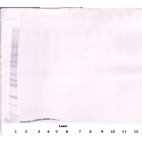 To detect Murine SDF-1-alpha by Western Blot analysis this antibody can be used at a concentration of 0.1 - 0.2 ug/ml. When used in conjunction with compatible secondary reagents, the detection limit for recombinant Murine SDF-1-alpha is 1.5 - 3.0 ng/lane, under either reducing or non-reducing conditions.
