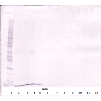 To detect Murine SDF-1-alpha by Western Blot analysis this antibody can be used at a concentration of 0.1 - 0.2 ug/ml. When used in conjunction with compatible secondary reagents, the detection limit for recombinant Murine SDF-1-alpha is 1.5 - 3.0 ng/lane, under either reducing or non-reducing conditions.