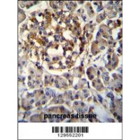 SEC14L5 Antibody immunohistochemistry analysis in formalin fixed and paraffin embedded human pancreas tissue followed by peroxidase conjugation of the secondary antibody and DAB staining.
