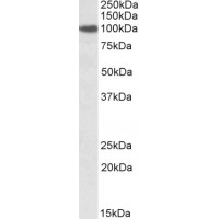 Western Blot (2μg/ml) staining of NIH3T3 lysate (35μg protein in RIPA buffer). Primary incubation was 1 hour. Detected by chemiluminescence.