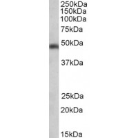 Western Blot (0.3μg/ml) staining of Human Brain (Cerebellum) lysate (35μg protein in RIPA buffer). Primary incubation was 1 hour. Detected by chemiluminescence.