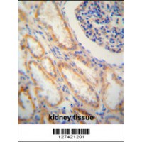 SHISA2 antibody immunohistochemistry analysis in formalin fixed and paraffin embedded human kidney tissue followed by peroxidase conjugation of the secondary antibody and DAB staining.