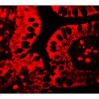 Immunofluorescence of SHISA3 in human small intestine tissue with SHISA3 antibody at 20 μg/ml.