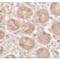 Immunohistochemistry of SHISA3 in human small intestine tissue with SHISA3 antibody at 2.5 μg/ml.