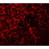 Immunofluorescence of SHISA4 in mouse brain tissue with SHISA4 antibody at 20 μg/ml.